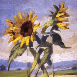 Tuscan Sunflowers • 14 x 12 inches, oil on panel